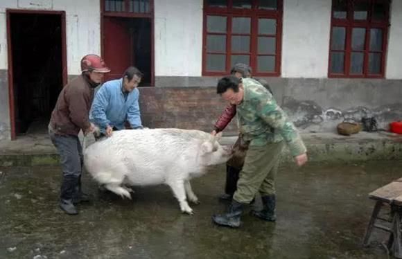 今年起，农村养猪户需注意了，四种情况不能随便养猪了，你了解吗