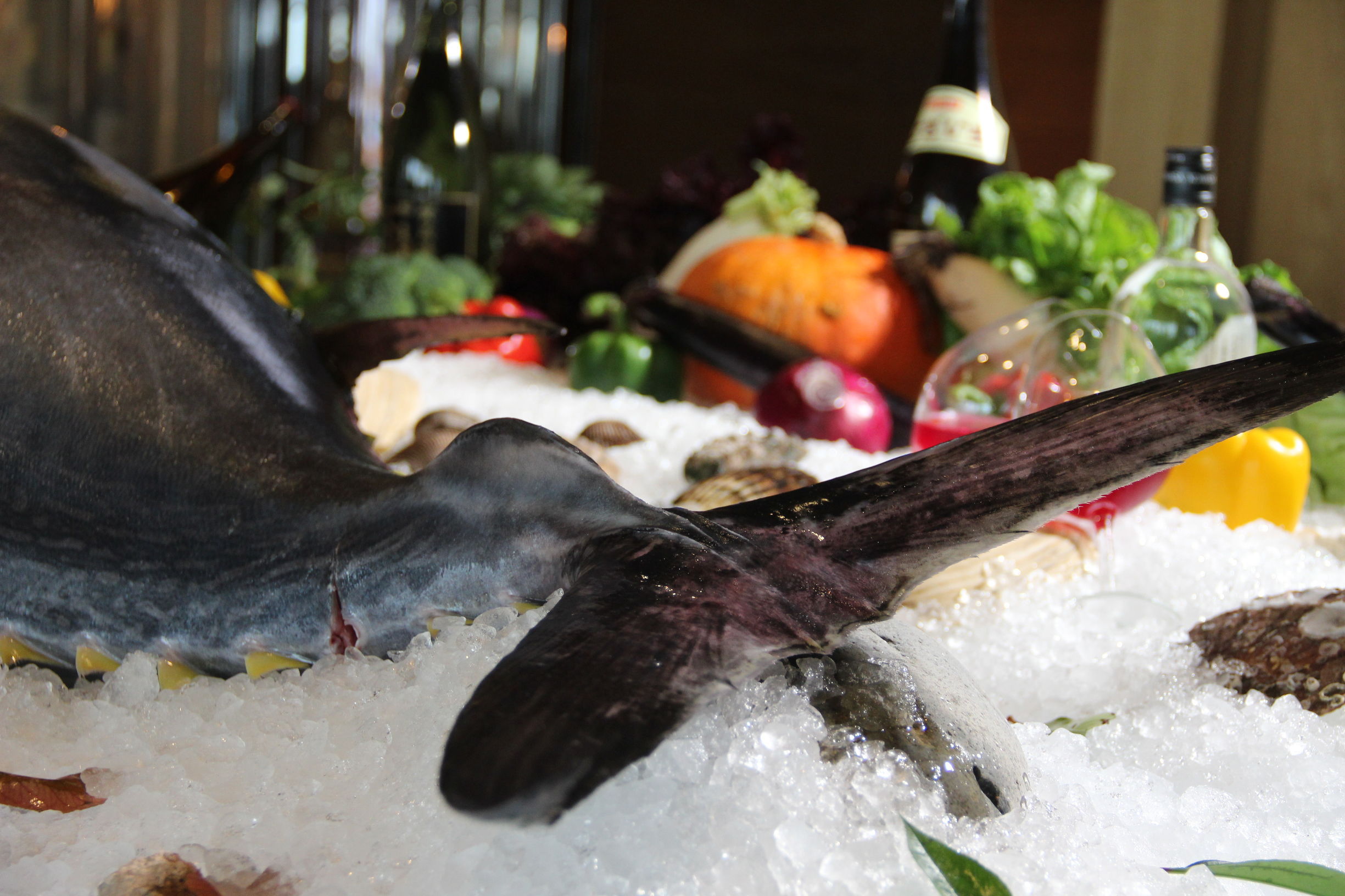 鱼中钻石50公斤蓝鳍金枪鱼盛大解体秀登陆青