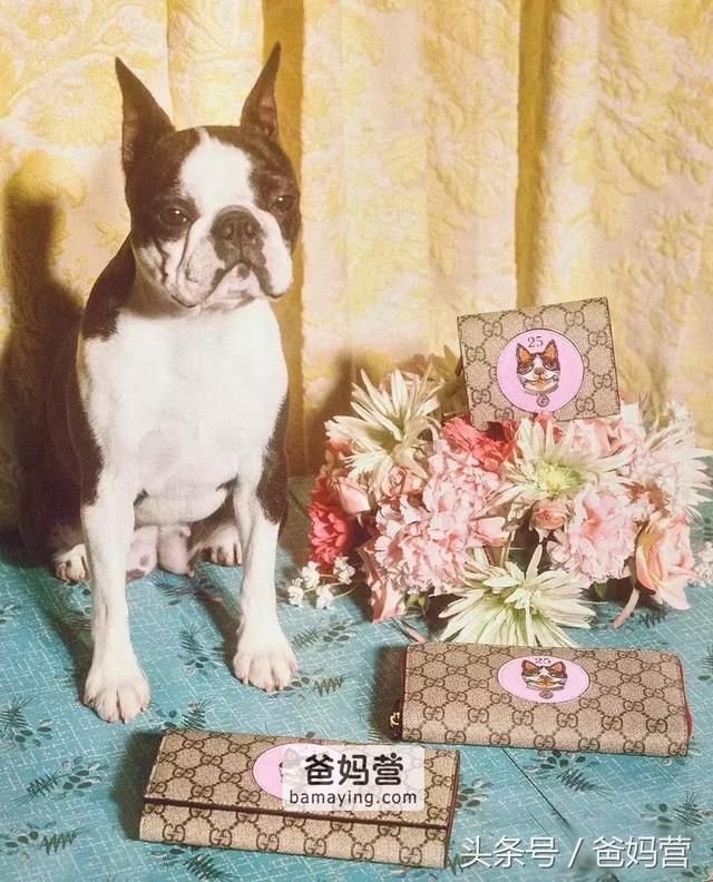 囧!LV、Gucci、Dior的狗年限量款!你们考虑过