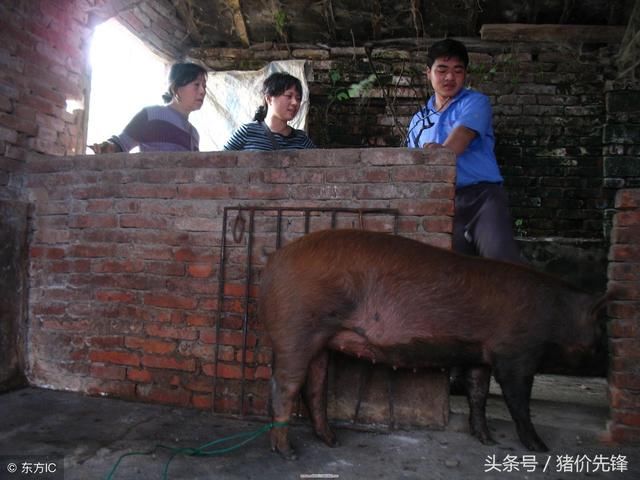 养猪行业前景捉摸不透 节前库存还没完全消耗