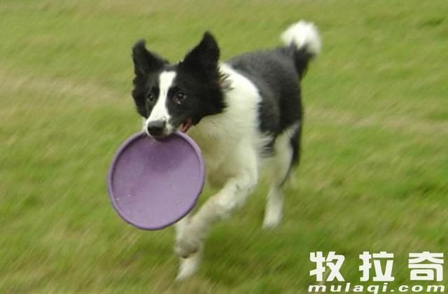 怎样训练狗狗捡东西送回?怎样训练狗狗空中接