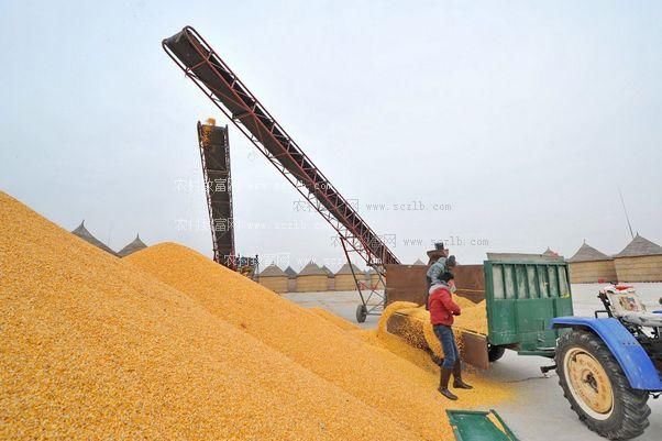 粮贩子压价收粮？一文讲透粮食贸易利益链条