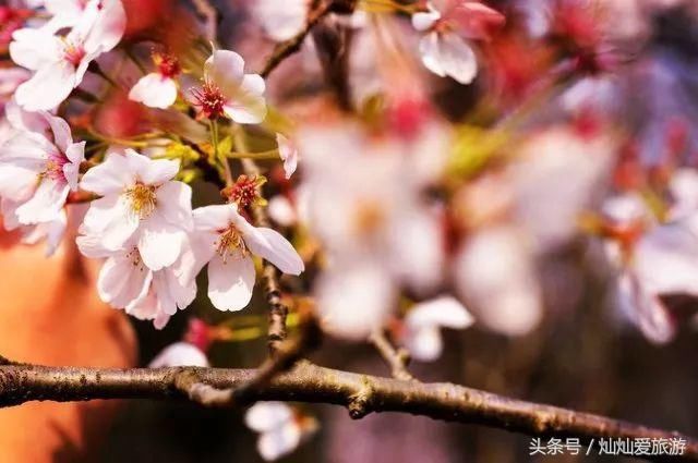 全国即将为这个赏樱天堂疯狂！藏在江南，有着秒杀日本的樱花绝景