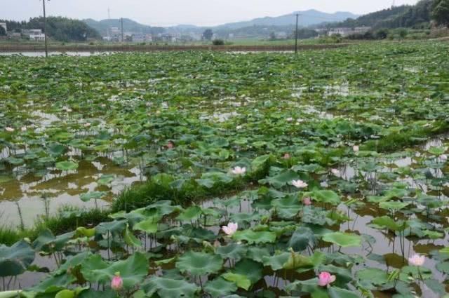 湖南最富裕的城市,原来不是常德不是岳阳,却是