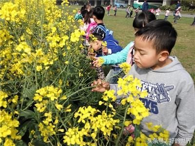 大树、鲜花、绿草让我们带领孩子观察植物吧!