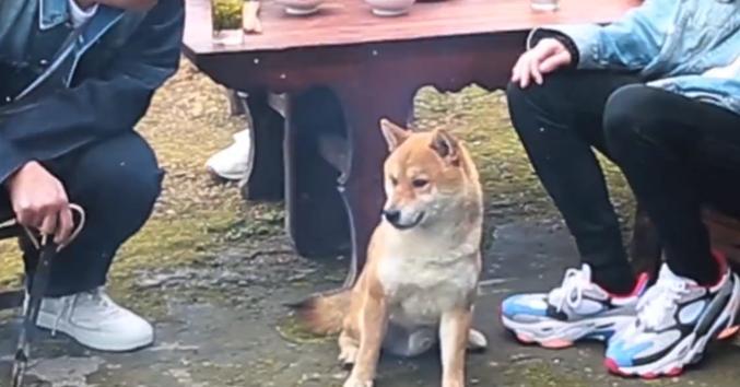 《向往的生活》第三季何炅和黄磊依旧很年轻,