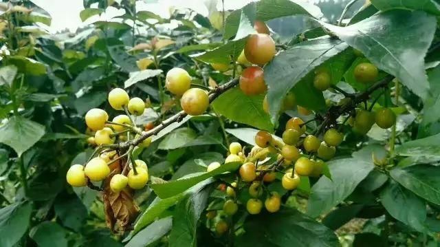 旅游丨泸定樱桃节，我们准备好了！您呢？