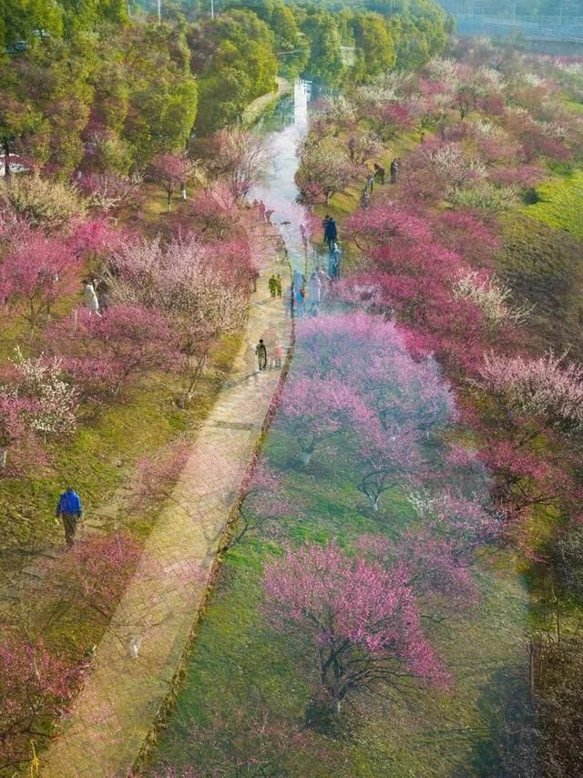 最美赏花地！最大的野生玉兰花海，天然梅博园花期正好丨无门票