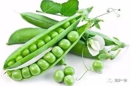 狗狗吃这些蔬菜有好处!