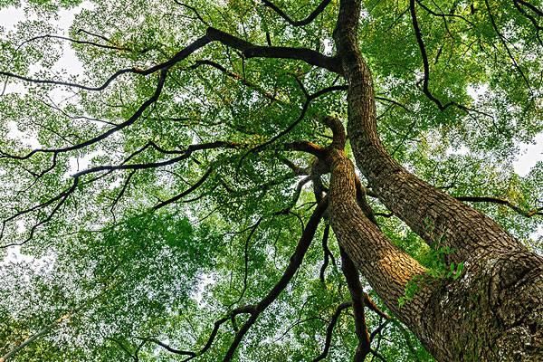 高安gdp超樟树有哪些_谷雨季 诗歌专辑 漆宇勤 向朴素的树木致敬