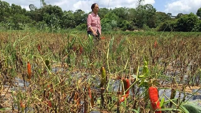 广西人餐桌上“必需品”遇滞销，无人收购烂在地里，农民急哭了！