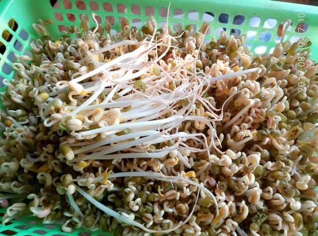在家种豆芽教程 t014ef1f654a03ef485.jpg