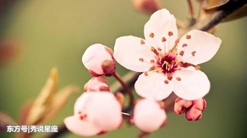 十五元宵前后，桃花朵朵开，花好月又圆的生肖女