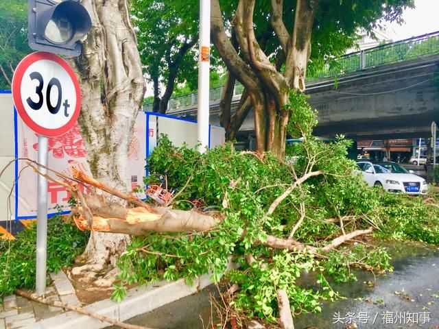 今天下午福州狂风暴雨，路边的大树成了重灾区