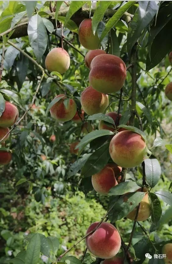 【贵州特产地图】告诉你贵州特色水果、猪牛鱼