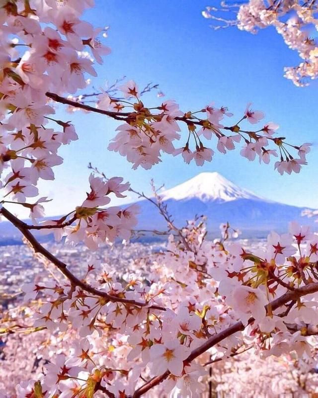 要去日本富士山看樱花?看好时间,别错过!在中