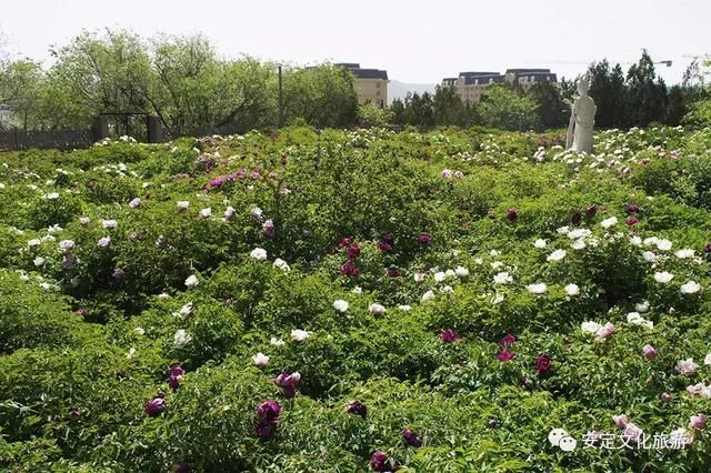 安定：西岩牡丹醉游人，花开时节动凤城