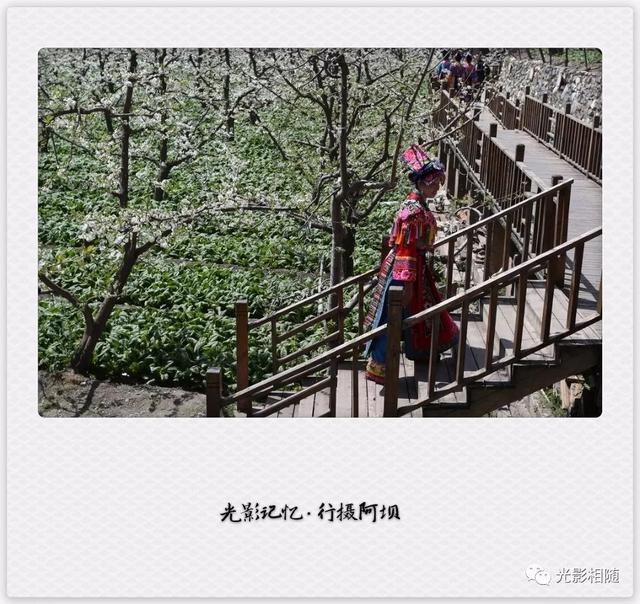 亲，你见过脆李花吗？