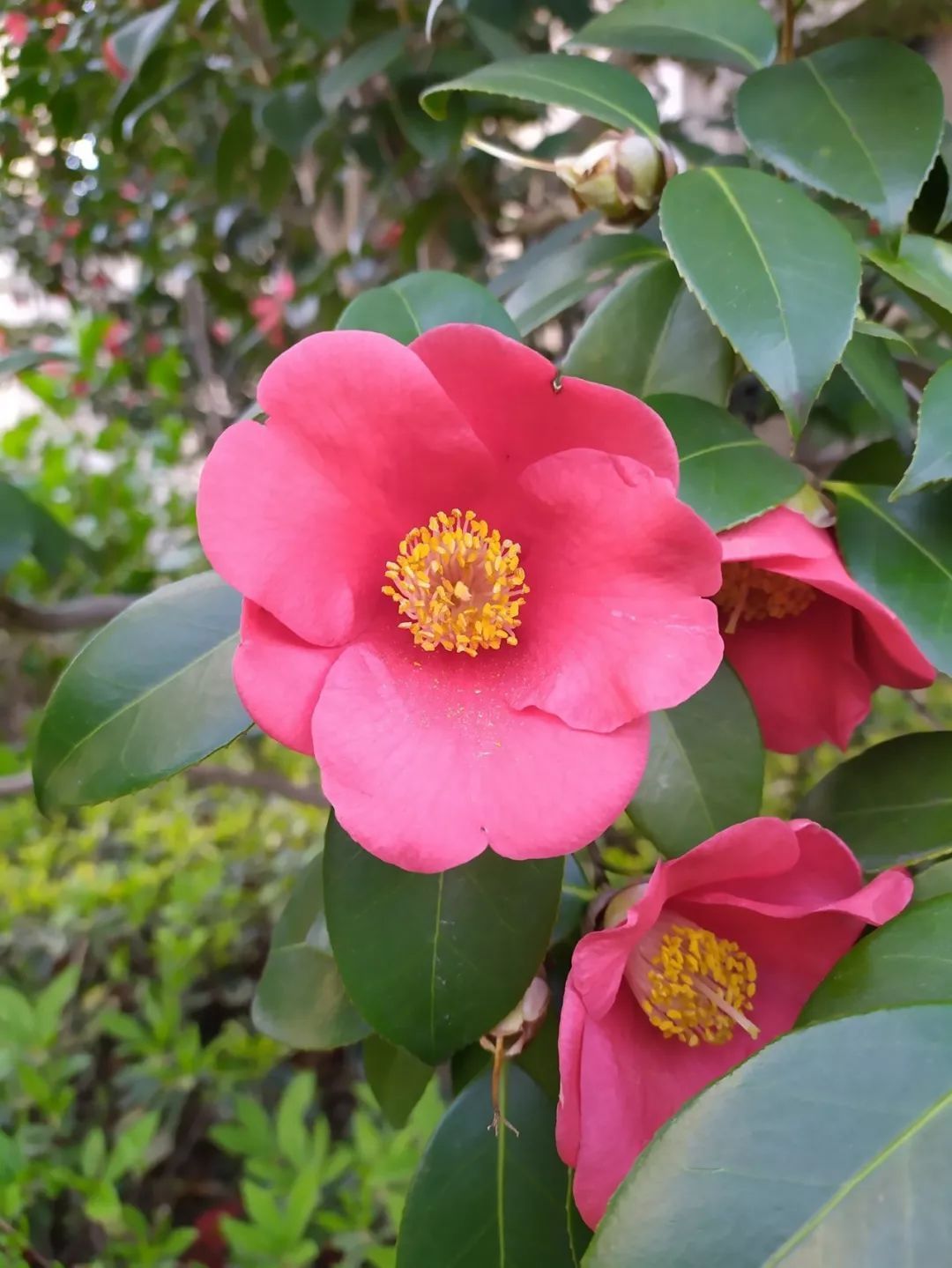 【样张】红米Note7Pro相机样张对比,谷歌相机