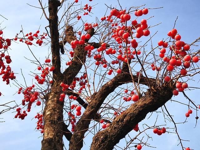 秋去冬来万物休,唯有柿树挂灯笼!挂满枝头的红