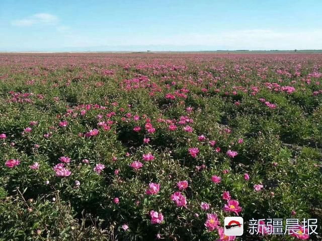 额敏县1500余亩芍药花竞相绽放 种植户：这是一朵朵致富之花