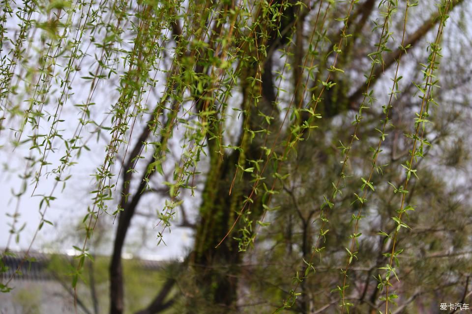 《春之彩》文瀛公园遛个弯!