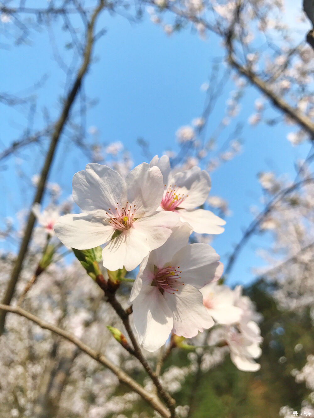 【春之彩】又是一年樱花烂漫时