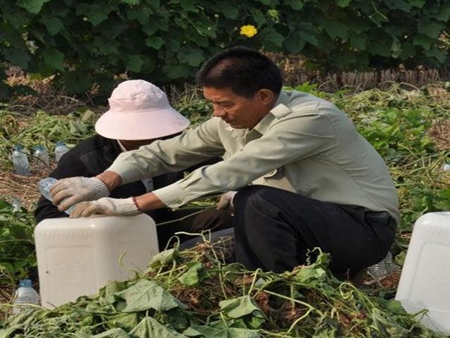 农村这种植物的藤蔓晚上会流出“神奇的水”，能接一盆，功效诱人