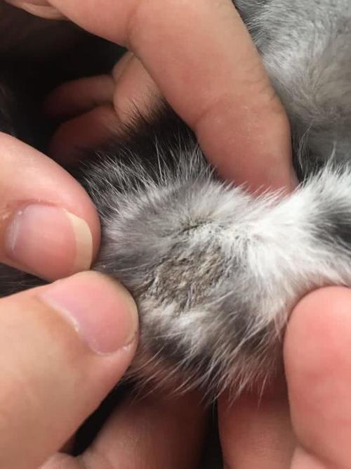 吸猫人士注意,如何辨别喵星人得猫藓,用这个办