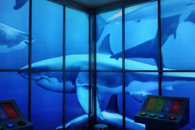 世界上最有钱的城市迪拜,真的没有满地豪车