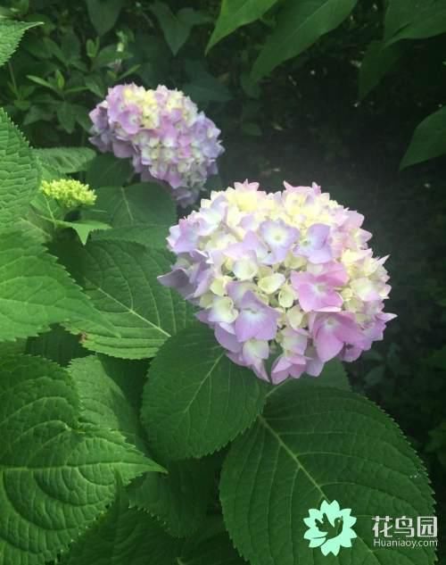 绣球花的修剪方法