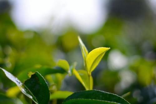 普洱市思茅有机茶 为未来多一个健康选择
