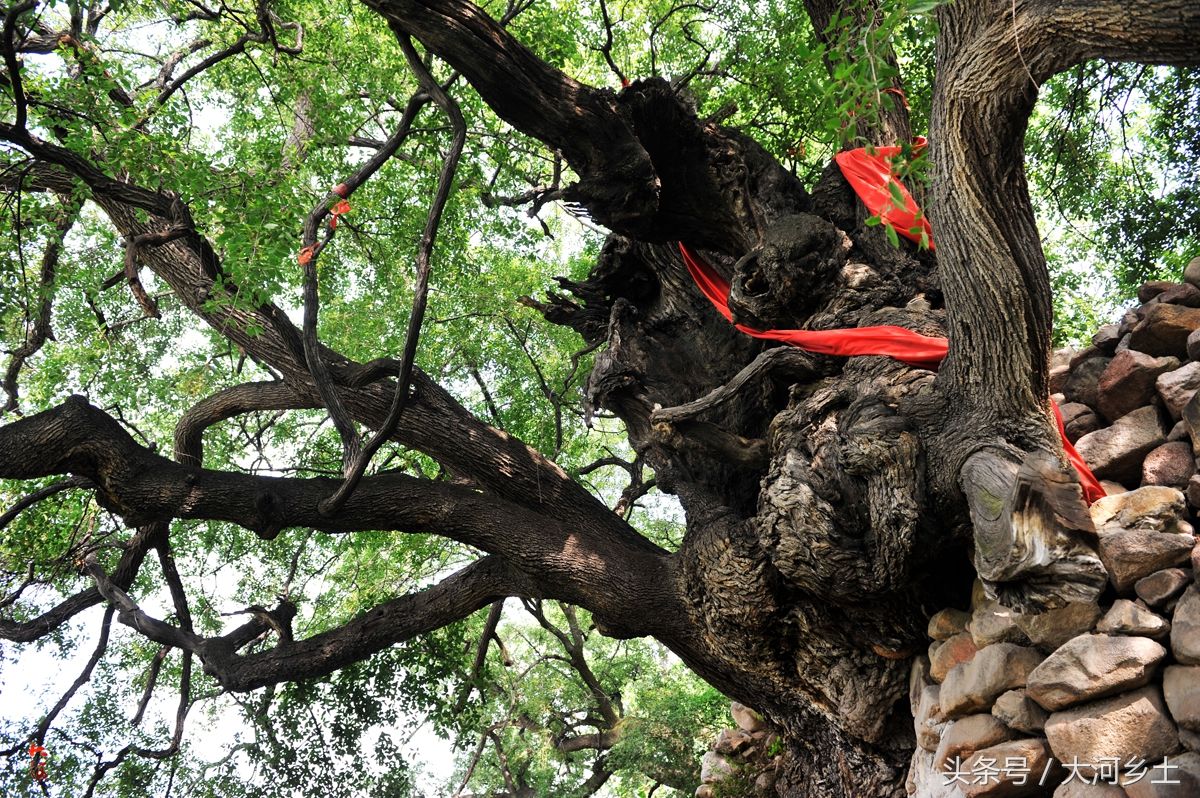 罕见!山西两株古橡树4200岁为舜的弟弟栽种，现入选中国最美古树