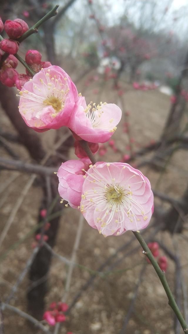 春天的脚步近了！平顶山白龟湖湿地公园里听花开的声音！