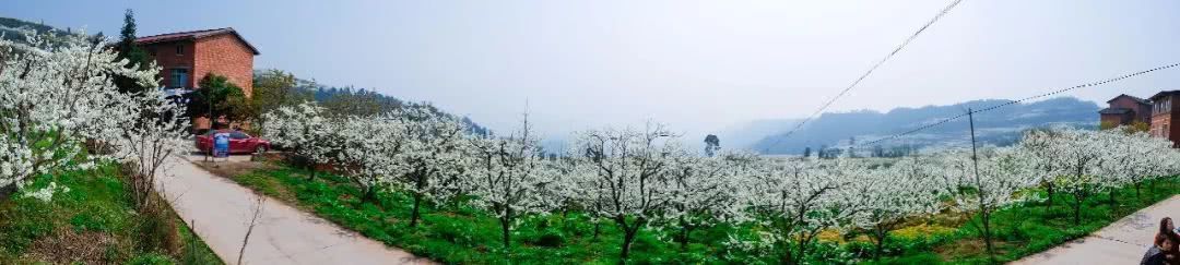 千亩李花竞相怒放，美得不像话！