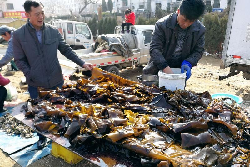 开凌梭统领青岛新春海鲜市场 海带也成主打海鲜 真正物美价廉