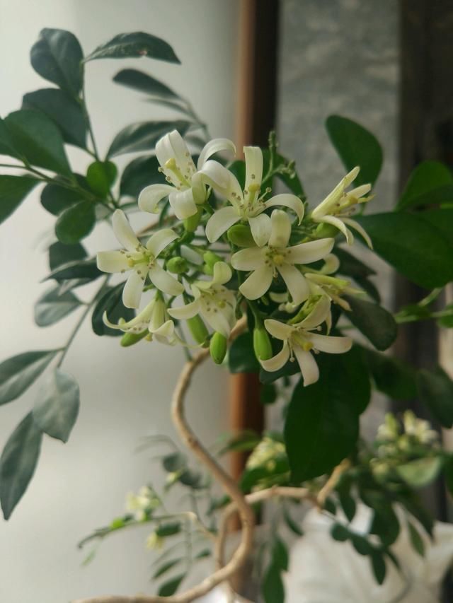 夏季养花选它，花香四溢飘满堂，花期半年，养护容易，还可做盆景