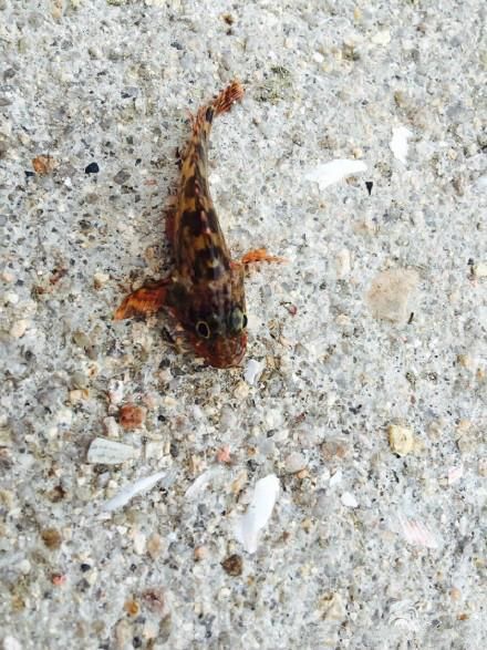 比三亚清净,高铁可直达!这个有山有海的小岛,物价便宜又美丽!