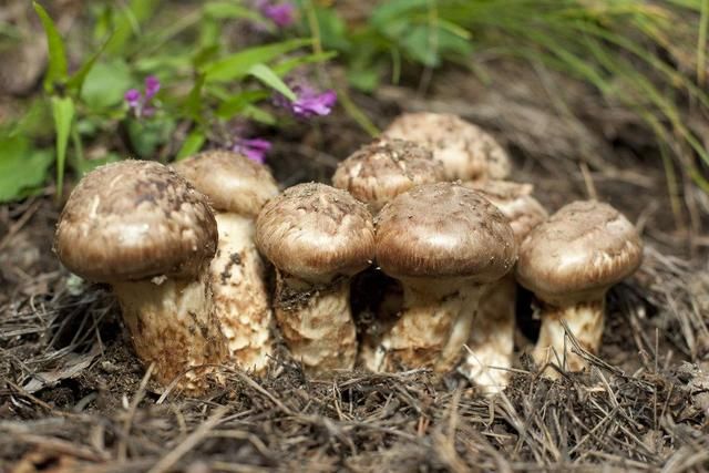 松茸多少钱一斤 t0151bf7ed28d47e1ac.jpg