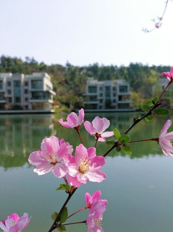 金陵十一大最美湖景豪宅曝光!这才是南京人该住的房子!