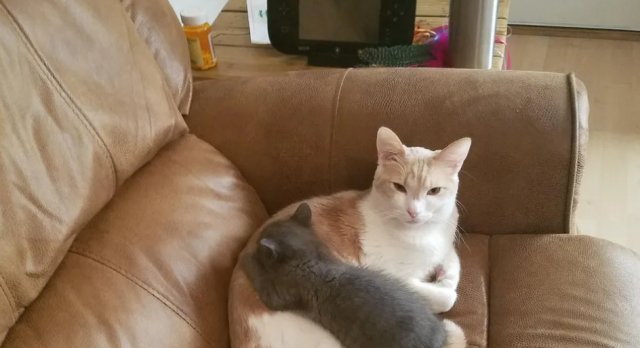 感人的猫咪闺蜜情!家猫闺蜜意外去世,家猫带唯一小猫回家抚养 必发88登录