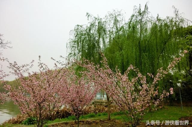 武汉漫行：东湖沿湖路走走