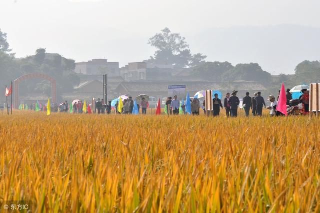 2018年，农村土地改革的四大任务，三大补助，农民们要了解