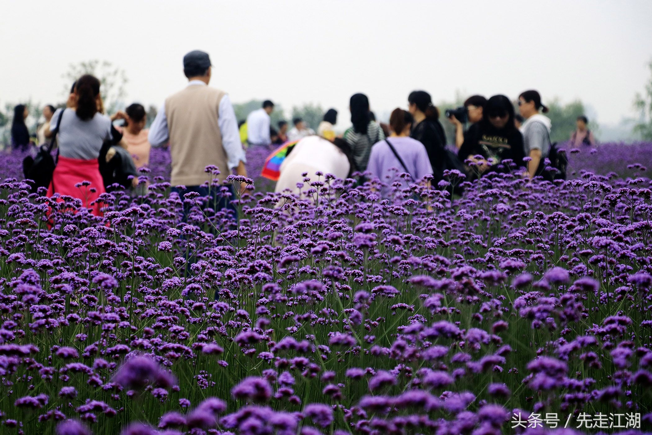 200余亩鲜花汇聚紫色海洋，安徽这个地方不容错过