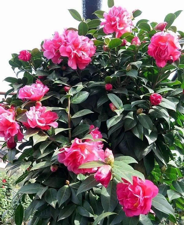 有钱任性！土豪们最爱选的庭院树，你选对了吗？