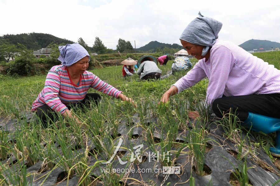 湖南通道:蔬菜基地打工 助村民脱贫致富