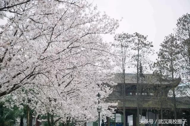 武汉30个春游免费景点大集合!踏青、骑行、拍照来这里就对了!