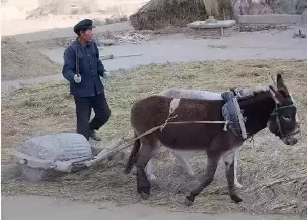 过去麦收的老照片，全是满满的回忆！