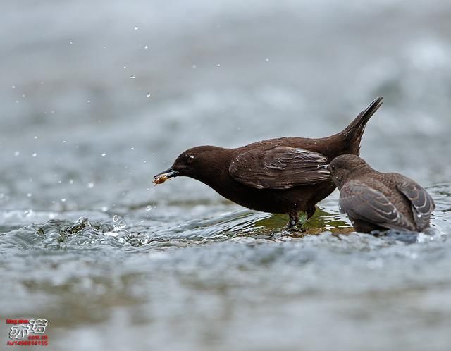 你知道中国的国鸟是什么?3分钟让你知道全球