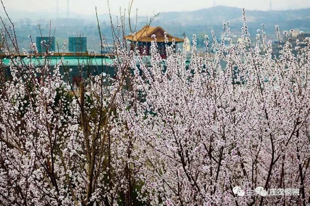 清明时节，桃杏争艳，金屏山庄，出行之选！